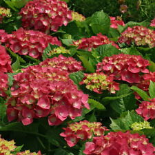 Hydrangea macrophylla leuchtfe for sale  Shipping to Ireland