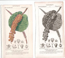 1816 dos grabados botánicos antiguos, Coccoloba Uvifera, P.J.F. Turpin , usado segunda mano  Embacar hacia Argentina