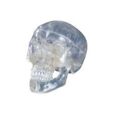 Cranio classico trasparente usato  Italia