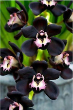 Orchids cymbidium kiwi for sale  Sebastopol