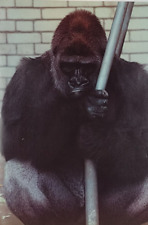 Wild Animal Photograph Poster Guerilla Monkey Crescent 1982 10 1/4 X 14 1/2" for sale  Shipping to South Africa