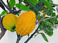 The Citron - 'Citrus medica' - 10 sementes  comprar usado  Enviando para Brazil