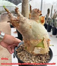 Cyphostemma UTER Beautiful RARE NEW collection boswellia Astrophytum Euphorbia for sale  Shipping to South Africa