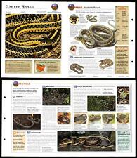 Garter snake reptiles for sale  SLEAFORD