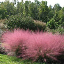 Pink muhly grass for sale  HEREFORD