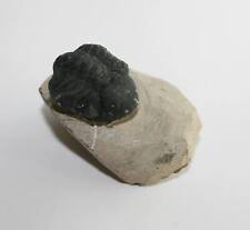 Trilobit gerastos fossil gebraucht kaufen  Cotta