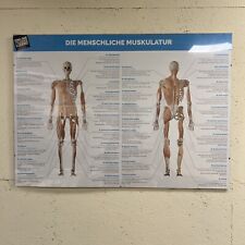 Muskulatur poster im gebraucht kaufen  Schwindegg