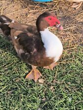 Muscovy ducks fertile for sale  New Bern
