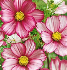 Beautiful cosmos seeds for sale  USA