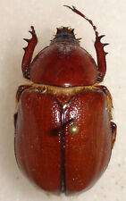 Golofa unicolor 30.3mm for sale  Depauw