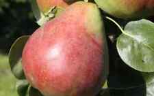 Obelisk pear seeds for sale  Spring City