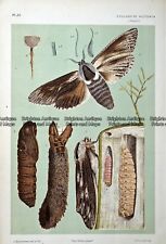 Antique Print 232-481 Moth - Wattle-Goat Moth by McCoy c.1877-85 Natural History for sale  Shipping to South Africa