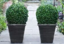 Real buxus topiary for sale  ROCHESTER