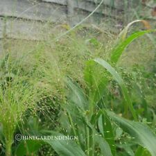 Panicum sparkling fountain for sale  BEDFORD