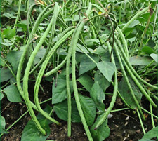 Bush Long Green Bean Seeds | Đậu Đũa Bụi Ngọt | Non GMO for sale  Shipping to South Africa