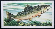 Brook trout vintage for sale  DERBY