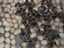 French partridge hatching for sale  BIDEFORD