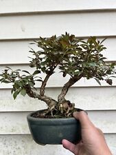 Weigela shohin bonsai for sale  Silver Spring