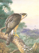 Sparrow hawk sat for sale  NELSON