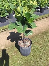 plant indoor tree fiddle leaf for sale  Miami