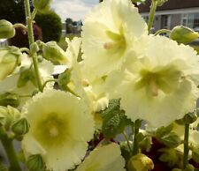 Hollyhock lemon 60 for sale  Ireland