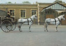 Vintage Colour Postcard of a Royal Tandem Cart drawn by "Montreal" & "Sydney" for sale  Shipping to South Africa
