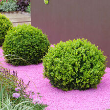 Buxus ball shrub for sale  UK