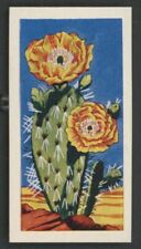 1962 Lamberts of Norwich Cacti Opuntia Lindeheimeri #20 for sale  Shipping to South Africa