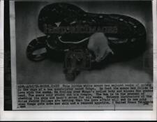 1956 Press Photo Rato branco gosta com jibóia constritora Conga enquanto ela derrama pele comprar usado  Enviando para Brazil