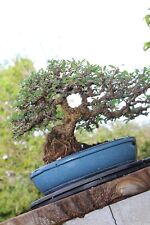 Old bonsai trees for sale  Lake Worth