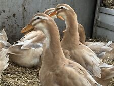 Saxony duck hatching for sale  BONNYBRIDGE
