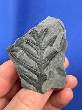 Carboniferous alethopteris fos gebraucht kaufen  Saarbrücken