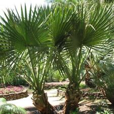Palma Sabal minor 5 szt. świeżych nasion, nasiona palmy karłowatej, wiecznie zielona palma, na sprzedaż  PL