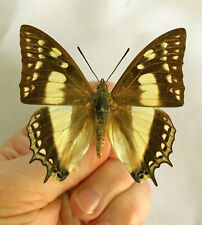 Nymphalidae  POLYURA WEISMANNI*****RAR male****** Japan for sale  Shipping to South Africa