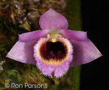 Flask dendrobium fuscifaucium for sale  Santa Rosa