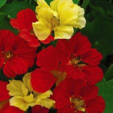 Nasturtium seeds flowering for sale  IPSWICH