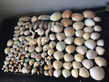 120x bundle shells for sale  LONDON