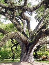 Quercus virginiana live for sale  Miami