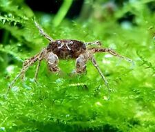 Thai micro spider for sale  LONDON