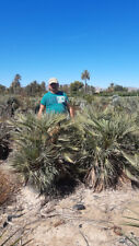 Chamaerops humilis cerifera d'occasion  Outarville