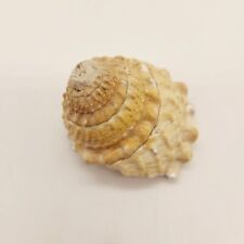 SMALL NATURAL  ASTREA UNDOSA  WAVY TOP TROCHUS SHELL SEA SHELLS 2" x  2" for sale  Shipping to South Africa
