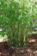 Bambusa multiplex green for sale  Hawthorne