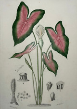 Caladion caladium aroidees d'occasion  Pluvigner