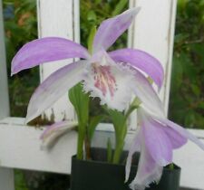 Pleione orchid lavender for sale  Shipping to Ireland