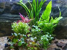 Aquarium pflanzen set gebraucht kaufen  Seebad Bansin