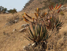 Aloe Synaema Limpopo, Sur África (1 Planta 12cm) segunda mano  Embacar hacia Argentina