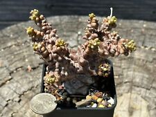 Large othonna herrei for sale  Brea