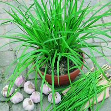 300 garlic chive for sale  Berwyn