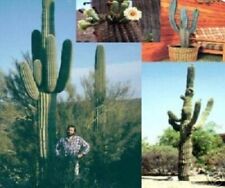 Riesen kaktus kakteen gebraucht kaufen  Kaiserslautern