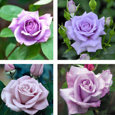 Blue moon rose for sale  BRIXHAM